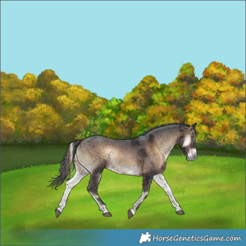 Horse Color:Brown Onyx Merle