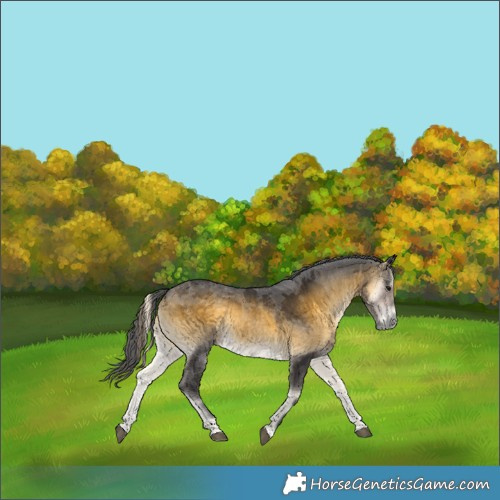 Horse Color:Buckskin Onyx Merle 