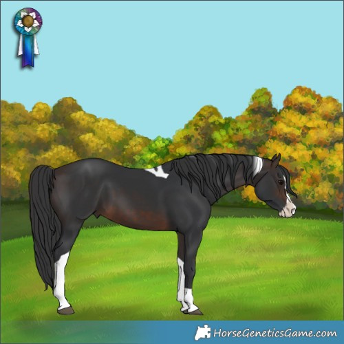 Horse Color:Bay Splash Tobiano