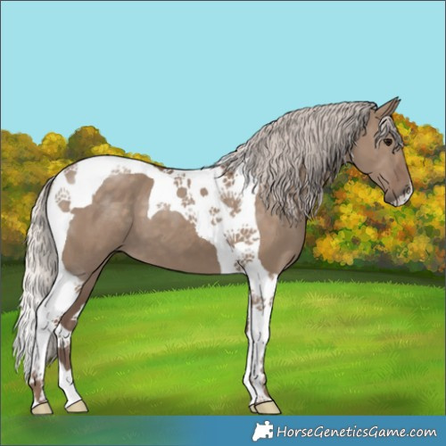 Horse Color:Silver Grullo Tobiano 