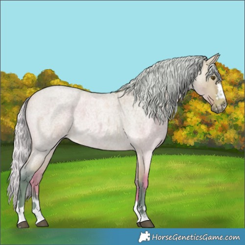 Horse Color:Watercolor Silver Buckskin Roan Dun 