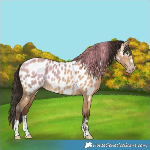 Horse Color:Gray Amber Champagne Dun Near Leopard 