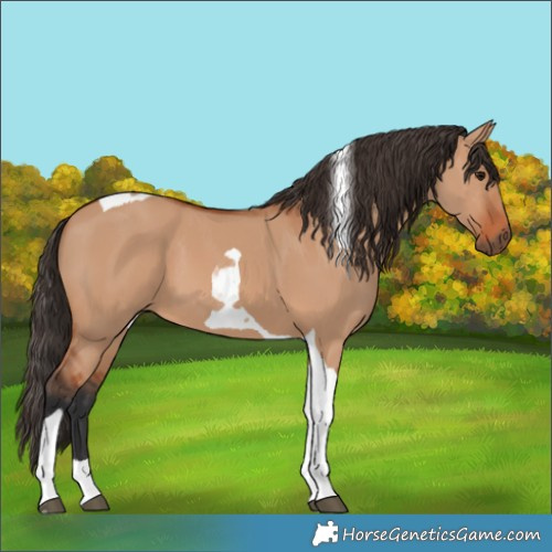 Horse Color:Bay Dun Tobiano