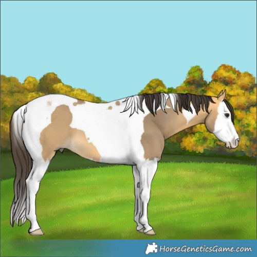 Horse Color:Buckskin Dun Splash Tobiano