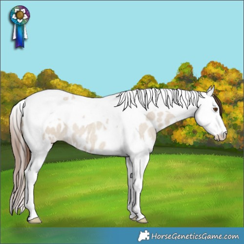 Horse Color:Classic Champagne Roan Dun Splash Tobiano Appaloosa 