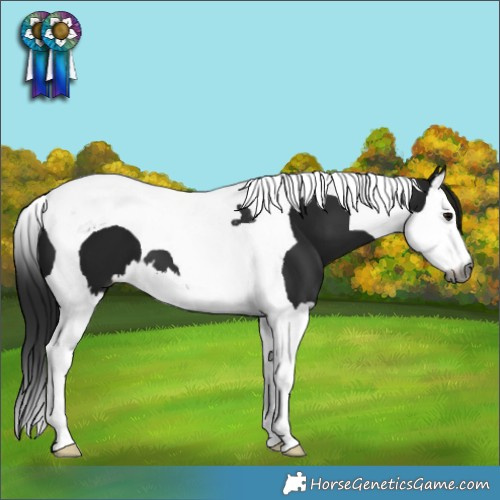 Horse Color:Gray Black Splash Tobiano