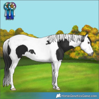 Horse Color:Gray Black Splash Tobiano 