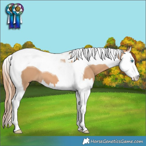 Horse Color:Red Dun Splash Tobiano