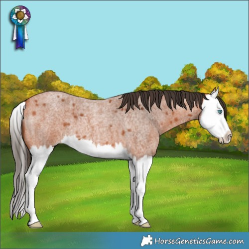 Horse Color:Bay Roan Splash