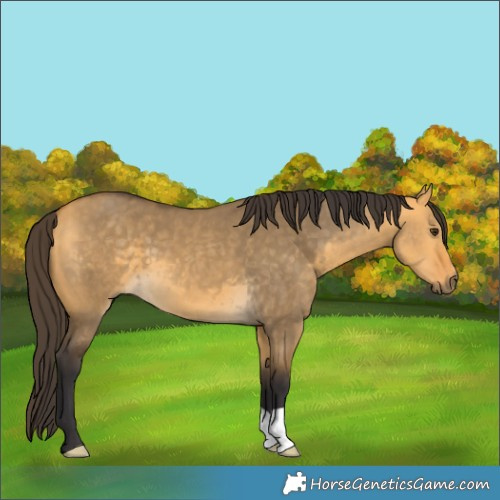 Horse Color:Buckskin Dun 