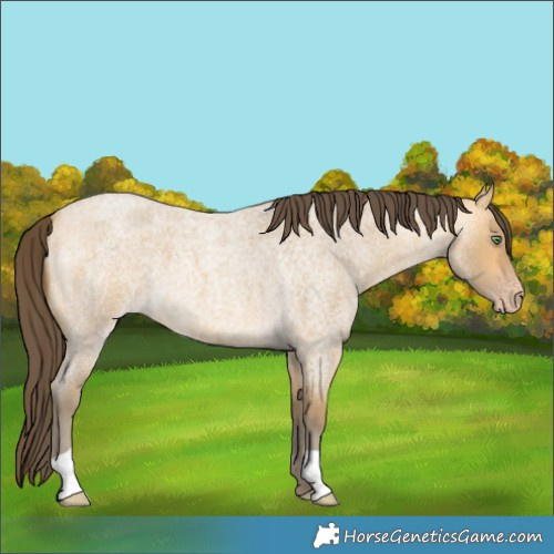 Horse Color:Sable Cream Champagne Roan