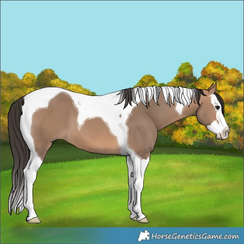 Horse Color:Bay Dun Splash Tobiano 
