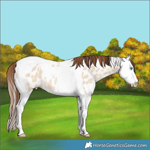 Horse Color:Amber Champagne Dun Splash Tobiano Near Leopard