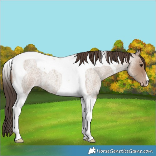 Horse Color:Classic Champagne Roan Tobiano