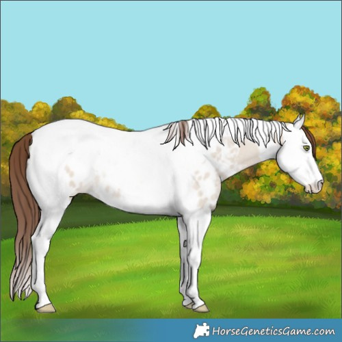 Horse Color:Sable Champagne Roan Dun Splash Tobiano Near Leopard