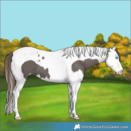Horse Color:Smoky Grullo Splash Tobiano Blanket 