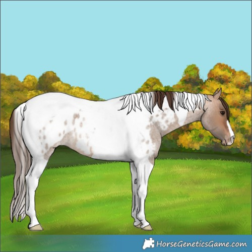 Horse Color:Bay Roan Dun Tobiano Appaloosa
