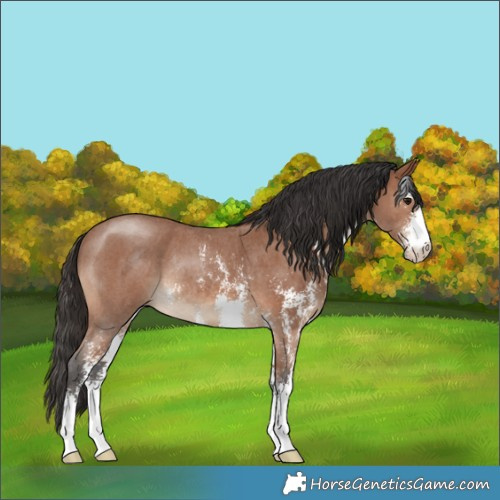 Horse Color:Bay Sabino Rabicano