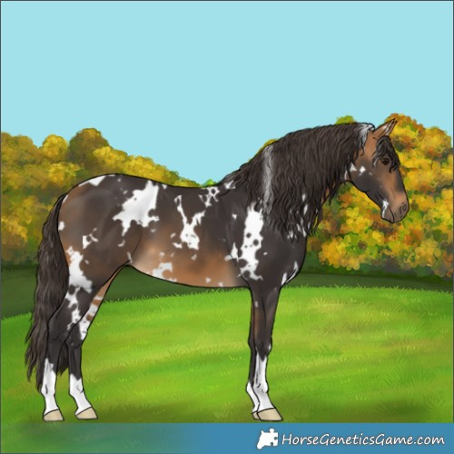 Horse Color:White Spotted Buckskin 