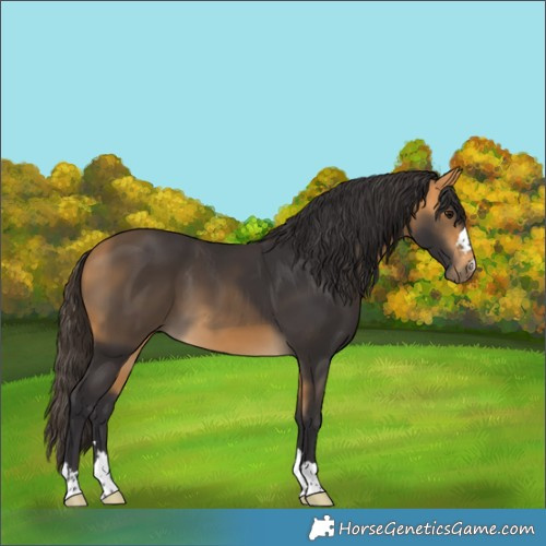 Horse Color:Buckskin 