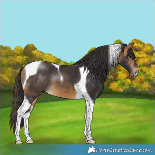 Horse Color:Buckskin Tobiano
