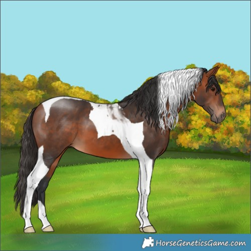 Horse Color:Bay Tobiano