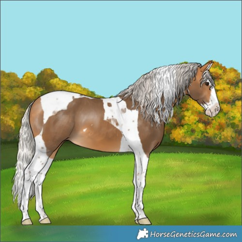 Horse Color:Silver Buckskin Splash Tobiano 