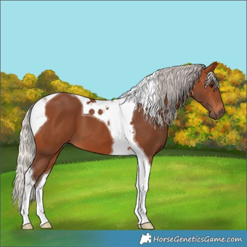 Horse Color:Silver Brown Tobiano