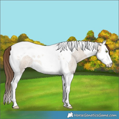 Horse Color:Amber Champagne Roan Dun Splash Tobiano Varnish