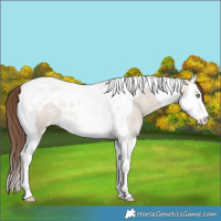 Horse Color:Amber Champagne Roan Dun Splash Tobiano Varnish 