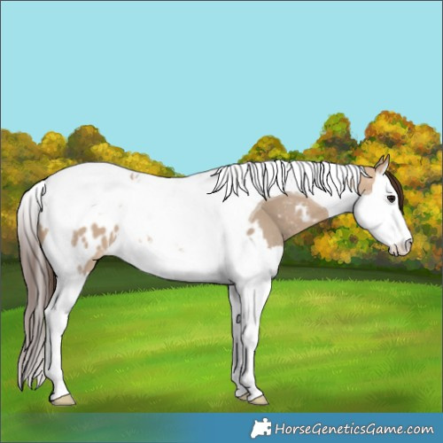 Horse Color:Bay Dun Splash Tobiano Appaloosa