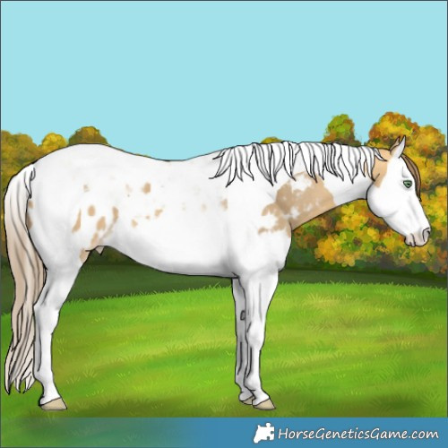 Horse Color:Sable Cream Champagne Splash Tobiano Near Leopard