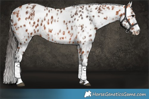 Horse Color:Bay Leopard  and Bay Leopard 
