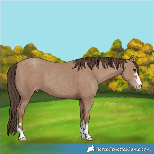 Horse Color:Classic Champagne
