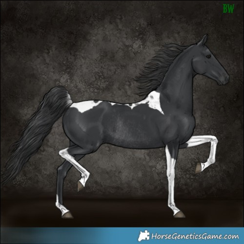 Horse Color:Black Tobiano Rabicano
