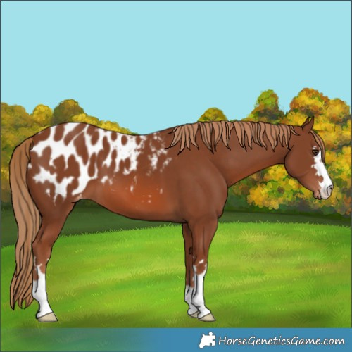 Horse Color:Chestnut Blanket 