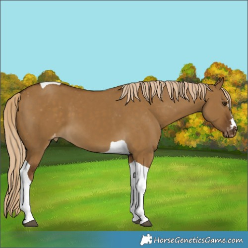 Horse Color:Chocolate Palomino Dun Tobiano Varnish 