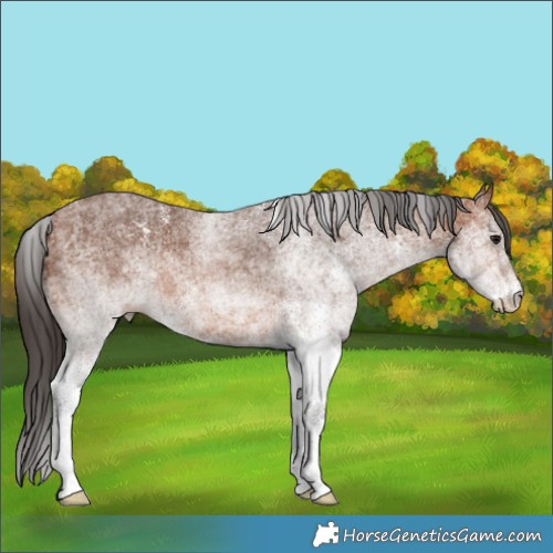 Horse Color:White Spotted Bay
