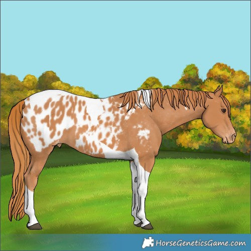 Horse Color:Chestnut Tobiano Near Leopard