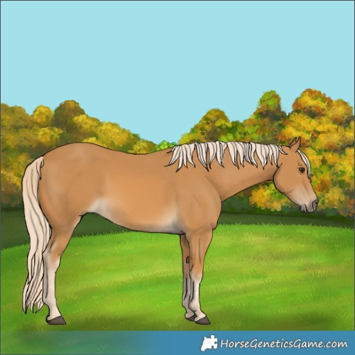 Horse Color:Palomino