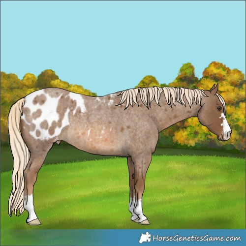 Horse Color:Chocolate Palomino Roan Blanket Rabicano