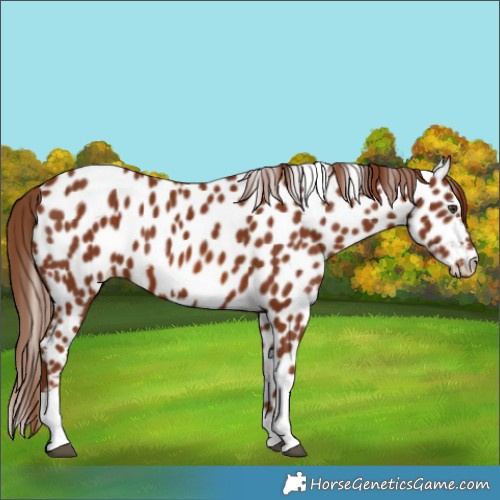 Horse Color:Chestnut Tobiano Near Leopard