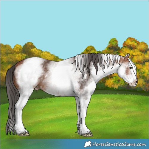 Horse Color:White Spotted Bay