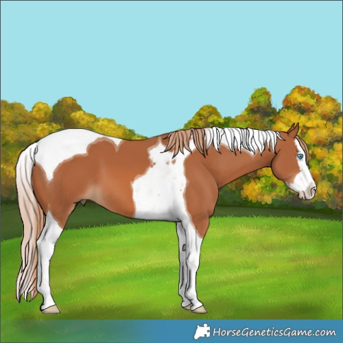 Horse Color:Chestnut Splash Tobiano