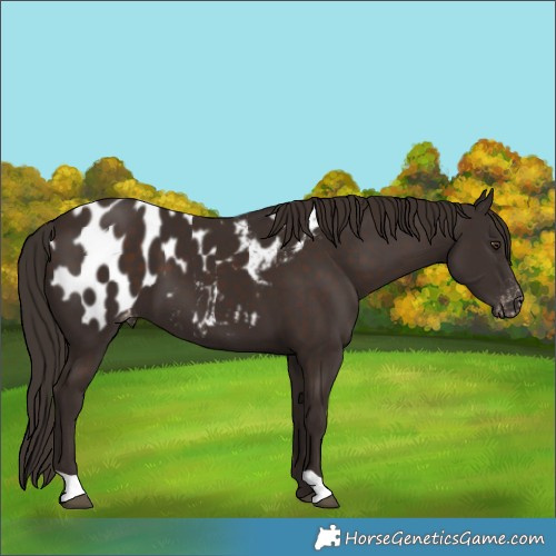 Horse Color:Liver Chestnut Blanket