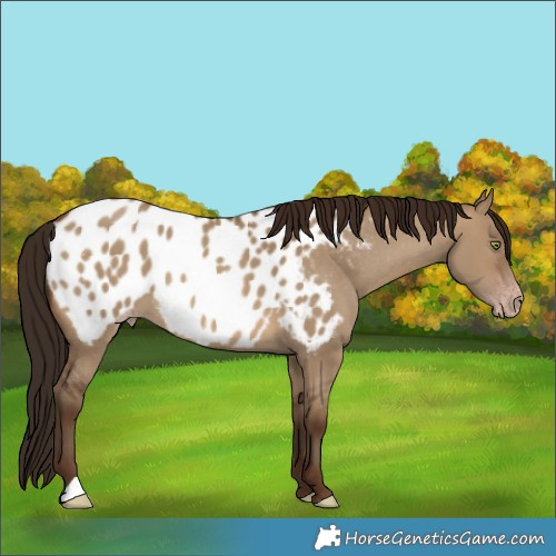 Horse Color:Gray Sable Champagne Dun Blanket 