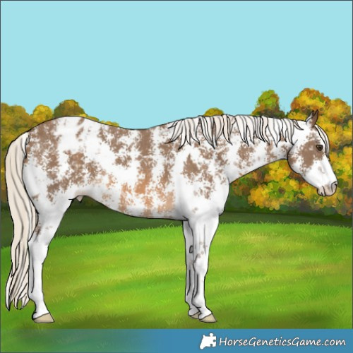 Horse Color:Chocolate Palomino Sabino Blanket