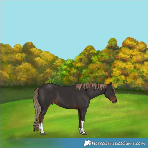 Horse Color:Liver Chestnut Tobiano