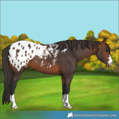 Horse Color:Brown Blanket