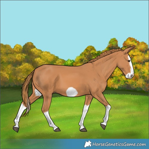 Horse Color:Chestnut Splash Frame